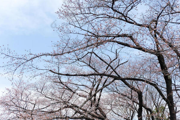 樱花季节