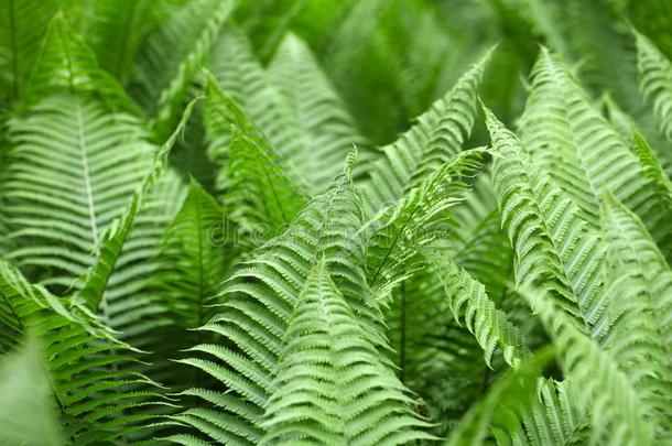 生物学植物学的植物学蕨类植物植物区系