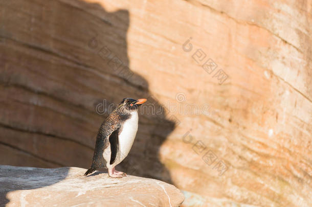 企鹅宝宝站在海岸石上晒太阳。