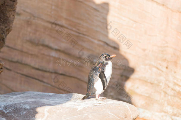 企鹅宝宝站在海岸石上晒太阳。