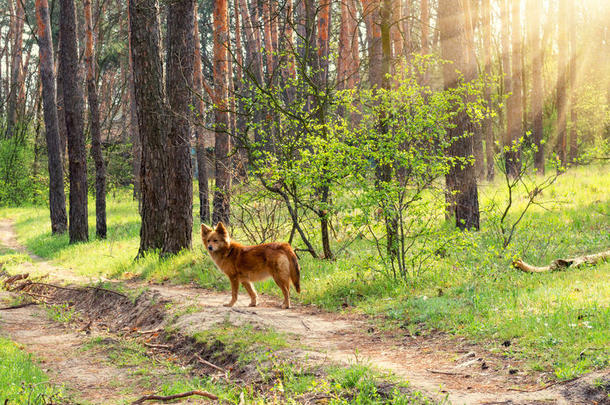 狗生态学生态旅游森林毛皮