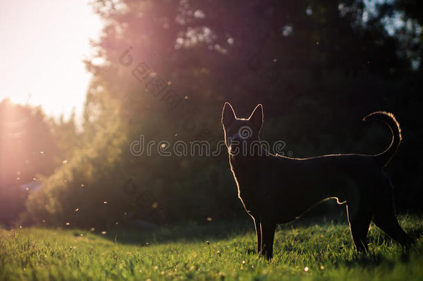 灰色夏季泰国脊犬在森林中美丽的花朵灰色夏季泰国脊犬在森林中