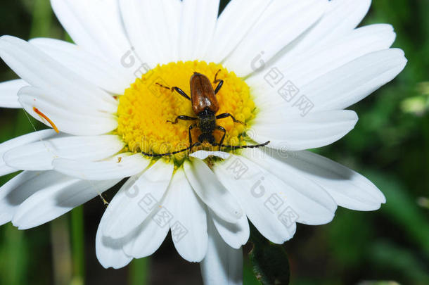 棕色甲虫牛腿有花粉小黄花，在夏天。甲虫牛腿