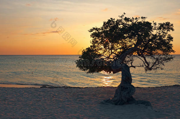 日落时，阿鲁巴岛上的<strong>迪维迪维</strong>树