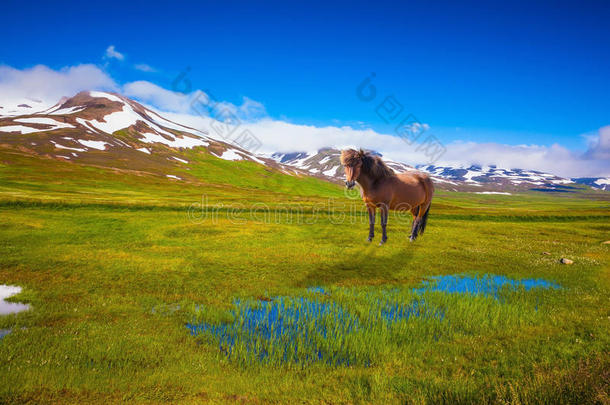 栗色冰岛马在绿色的田野里放牧