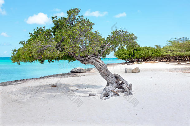 加勒比海阿鲁巴岛上的一棵树