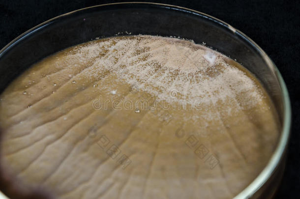 琼脂平板（培养皿)上的棕色真菌或霉菌污染）。 真菌或霉菌污染。 真菌或霉菌生长在酵母上