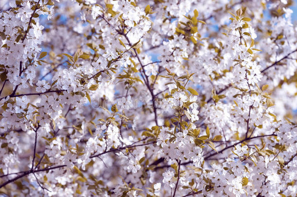 美丽的开花<strong>梅树</strong>。 春天开花的背景。