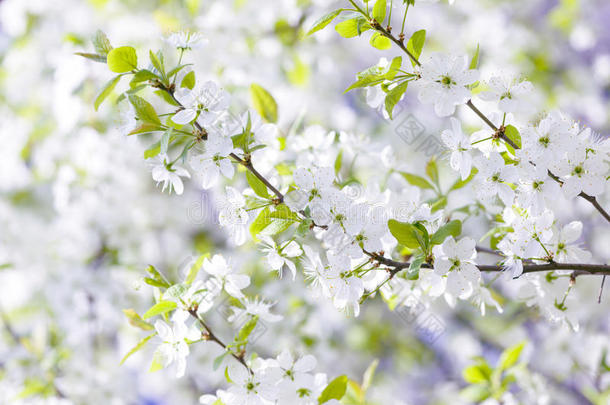 美丽的开花梅树。 春天开花的背景。