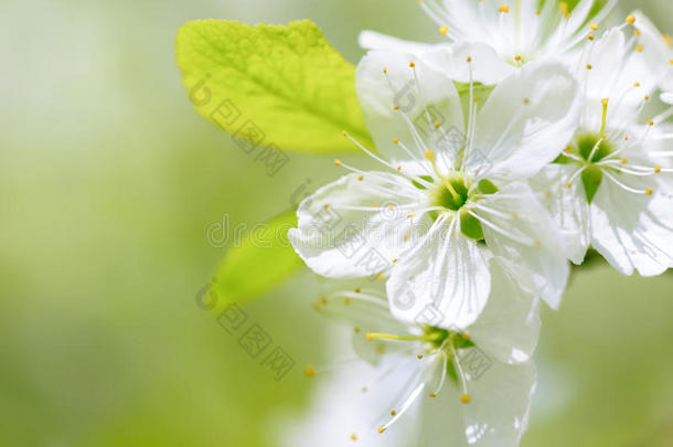美丽的开花<strong>梅树</strong>。 春天开花的背景。