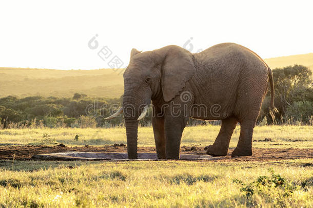 大象日落-非洲丛林大象