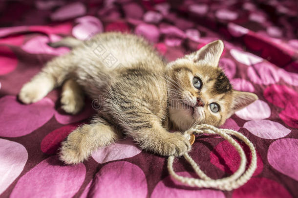 可爱的小猫英国金色的下巴在一条彩色的毯子上<strong>滴答作</strong>响