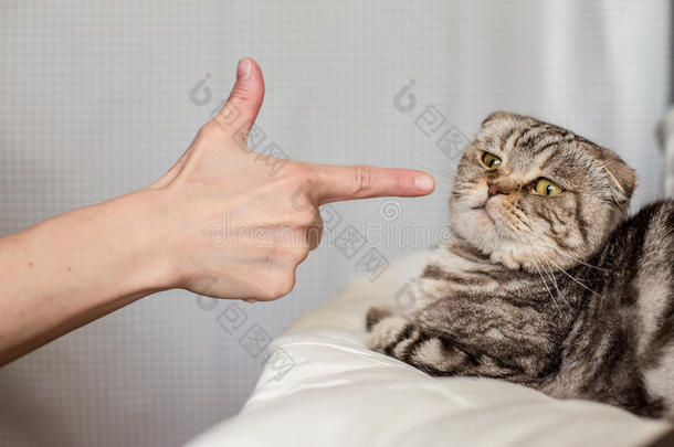一个愤怒的人在一只受惊吓的猫苏格兰褶皱中戳食指