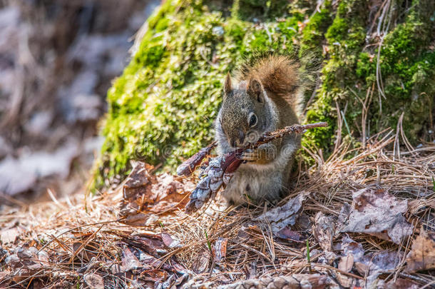 可爱的，春天的红松鼠，靠近，坐在安大略省北部松树的底部，吃着一颗种子