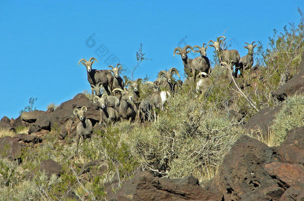 听<strong>说过</strong>内华达州拉斯维加斯附近的阿登峰上的沙漠大角羊。