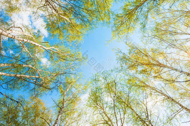 春天森林里的桦树，绿叶映衬着天空。
