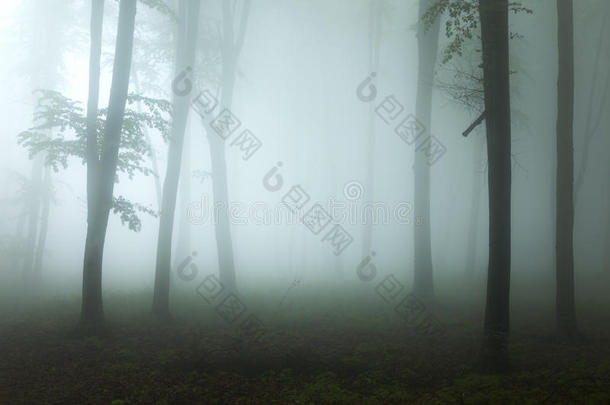 在浓雾中，黑暗的幽灵光进入森林