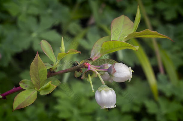 蓝莓花（伞房花）