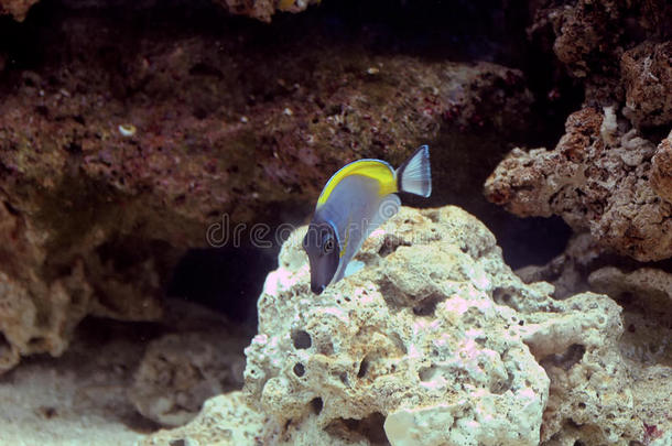 动物水族馆美女蓝色洞穴