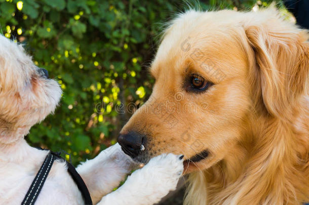 可爱极了动物背景繁殖犬科动物