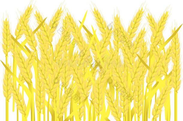 成熟的黄色麦穗上的白色，绘画，矢量