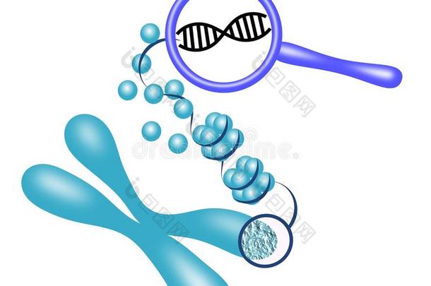 生物信息学染色质染色体基因基因组