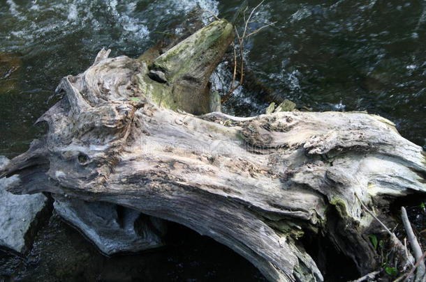 漂流木桩沿着河边