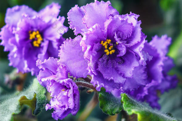 非洲紫罗兰（紫罗兰）世界上最受欢迎的室内植物之一。