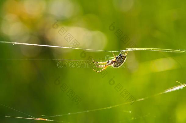 交叉蜘蛛(AraneusDiadematus)坐在他的网络上