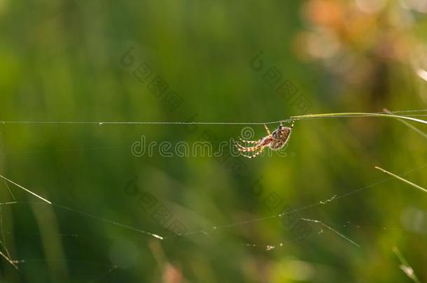 交叉蜘蛛(AraneusDiadematus)坐在他的网络上