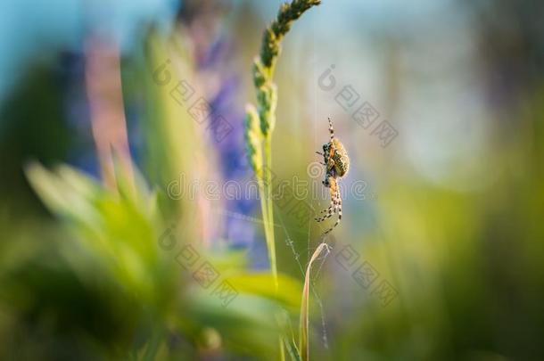 交叉蜘蛛(AraneusDiadematus)坐在他的网络上