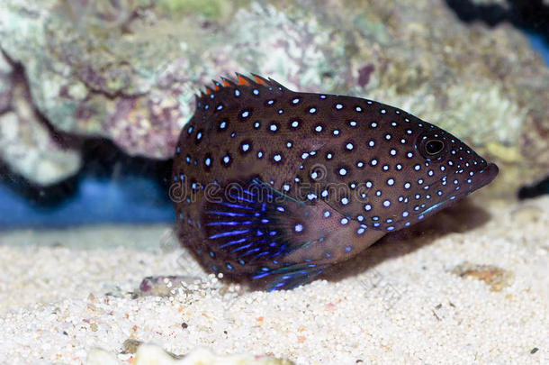 蓝斑珊瑚石斑鱼（头孢菌）