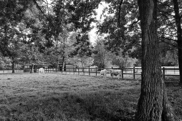 切尼娜奶牛从托斯卡纳在一个围场