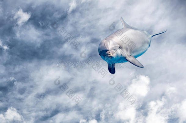 海豚在多云的天空幻想背景