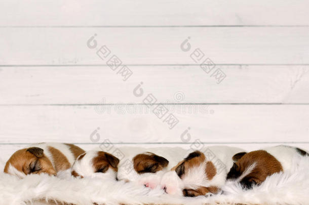可爱的可爱小狗睡在一块毛皮上，背景是白色的木头