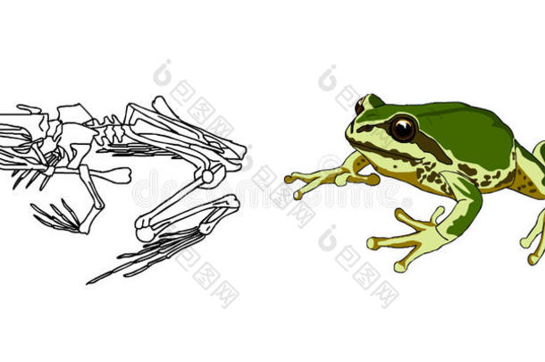 两栖动物解剖生物学呱呱叫青蛙