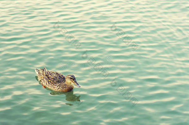 鸭子靠在绿松石的大海上