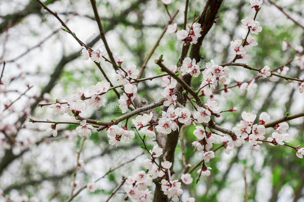 樱花枝