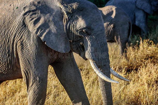 非洲肯尼亚的大象