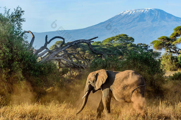 肯尼亚大象与<strong>乞力马扎罗山</strong>在背景，AFR