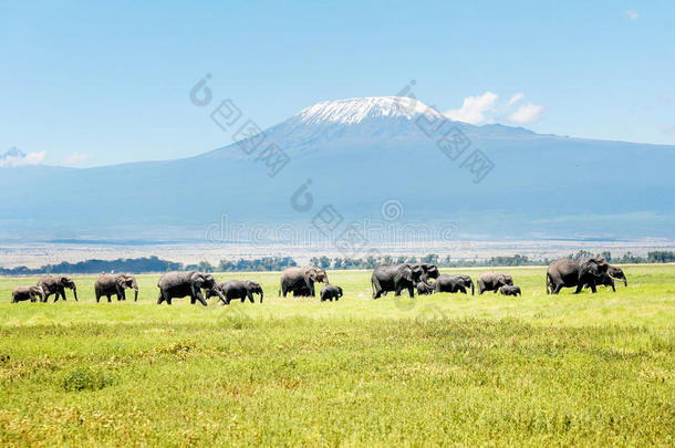 肯尼亚的大象以乞力马扎罗山为背景，AF