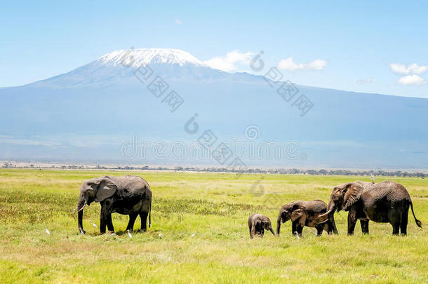肯尼亚大象家族与乞力马扎罗山在背景，非洲