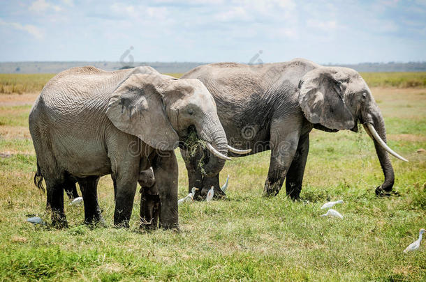 非洲肯尼亚大象家族