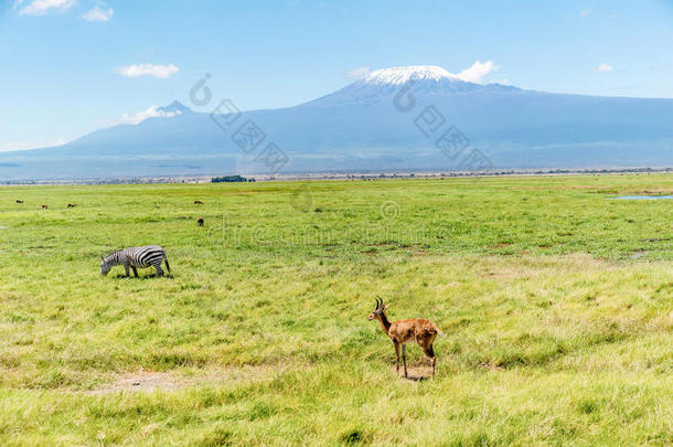 肯尼亚羚羊以乞力马扎罗山为背景