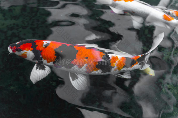 美丽的鲤鱼花/锦鲤鱼在池塘游泳，日本