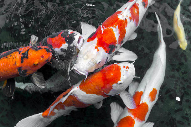 美丽的鲤鱼花/锦鲤鱼在池塘游泳，日本