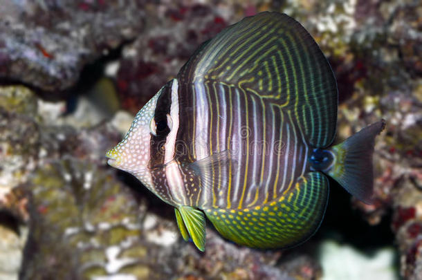 动物水族馆美女蓝色洞穴