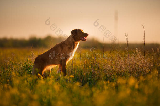 狗新星斯科舍鸭鸣叫猎犬行走