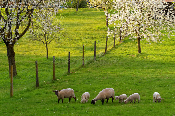 春天，樱花和羊在放牧的乡村田园