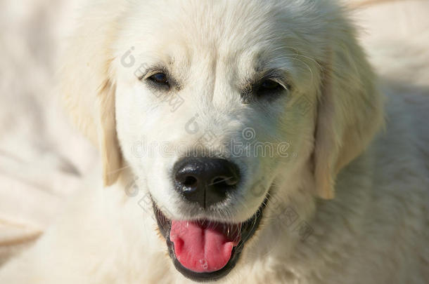 金色猎犬三个月大的狗肖像与米色背景在日落的光线。